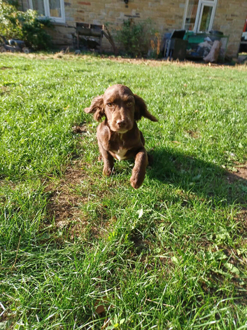 Cocker spaniel puppies