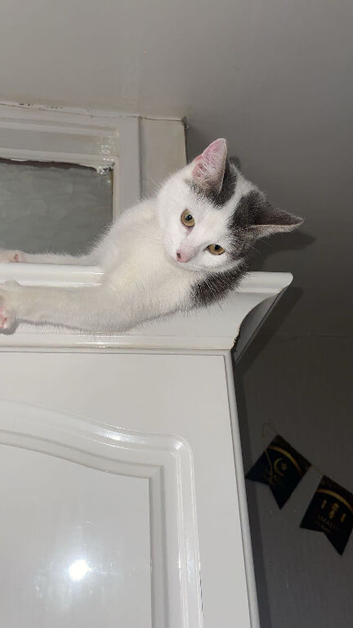 Female Kitten for sale