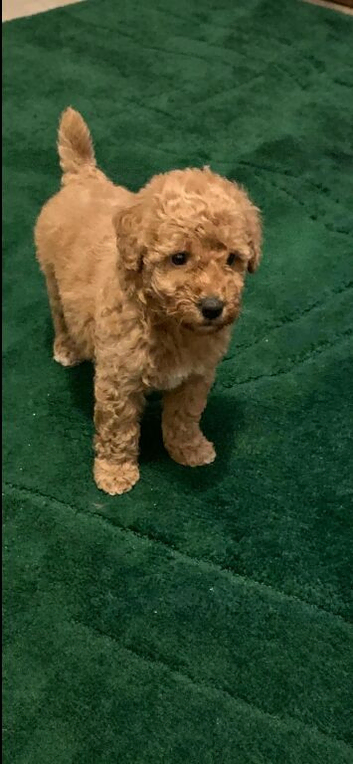 lovely puppies