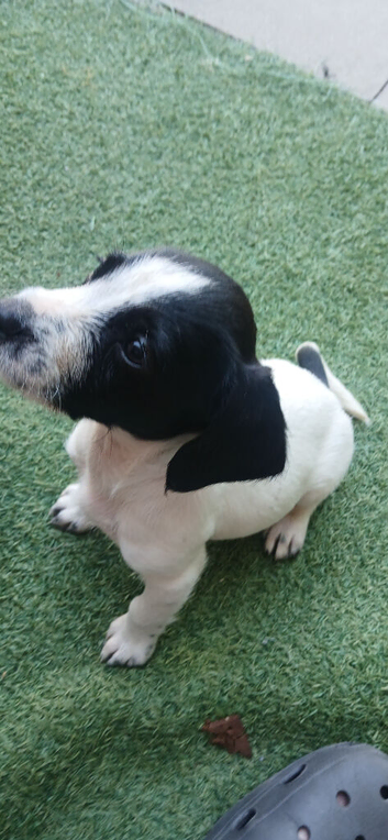 Jack rusell puppys
