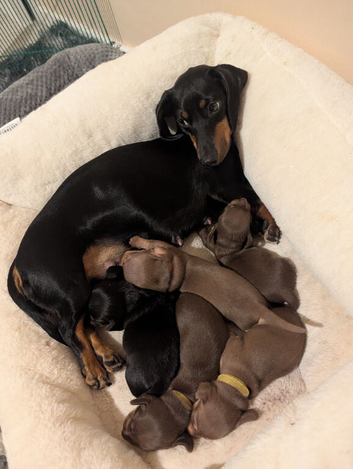Dashund puppys