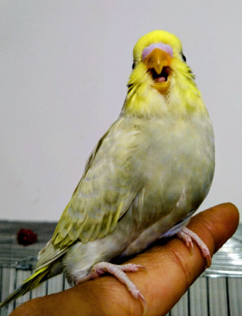 Beautiful Baby Budgies
