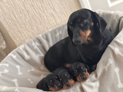 Miniature dachshund girl