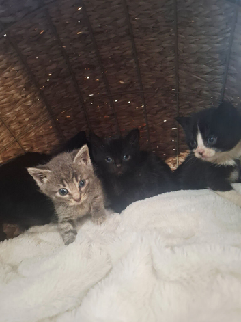 Russian Blue x Kittens