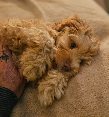 12 Week Female