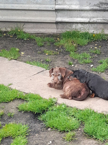 2 dachshund looking for new home