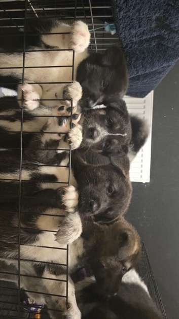Beautiful Huskita Puppies