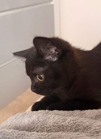 Magical New Year’s Eve Kittens & Their Clever Dad