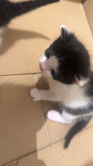 2 Female kittens