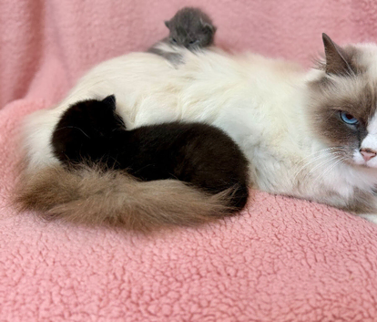 Mainecoon cross Ragdoll kittens