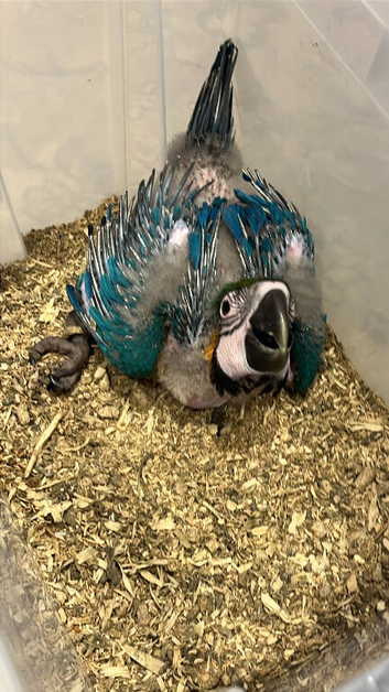 Selling baby handreared blue and gold macaw