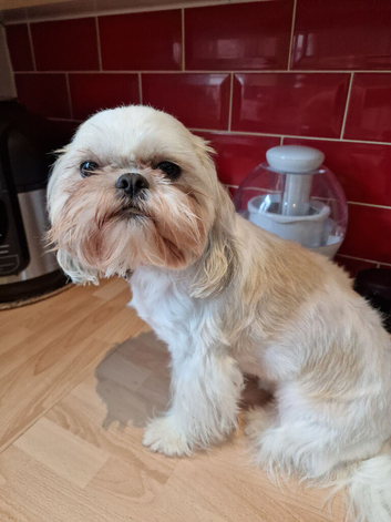 Selena &ndash; Beautiful Shih Tzu Girl