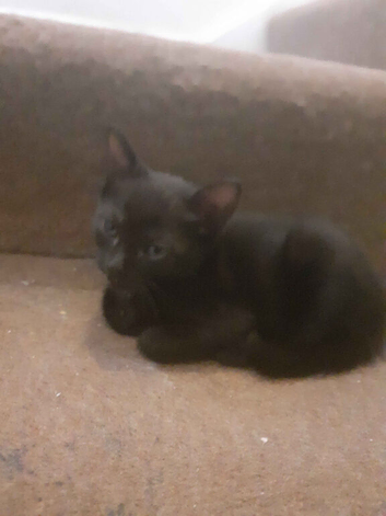 11 kittens for sale