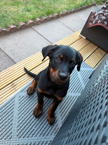 Rottweiler puppies