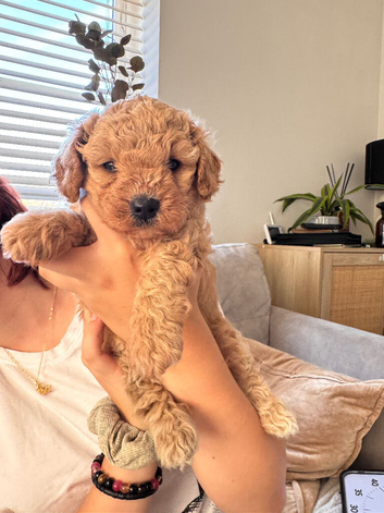 Cavapoochon  Puppies