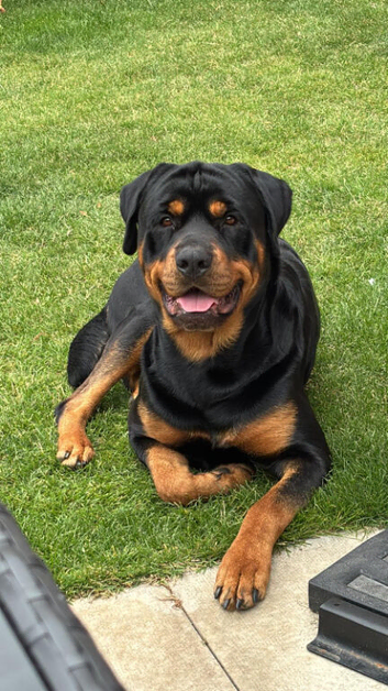 Gorgeous stud dog