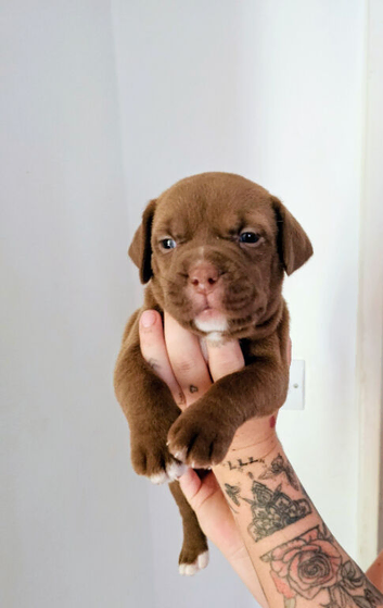 Mastiff/staffy mix