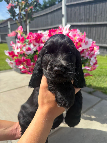 Stunning show cocker spaniels