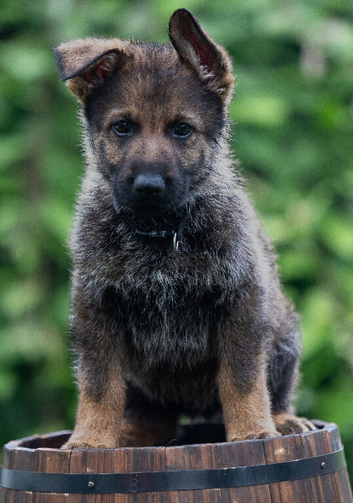 Health Tested Czech German Shepherd Puppies