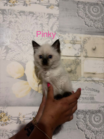 ️️️pure breed ragdolls ️️️