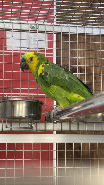 Amazon parrot