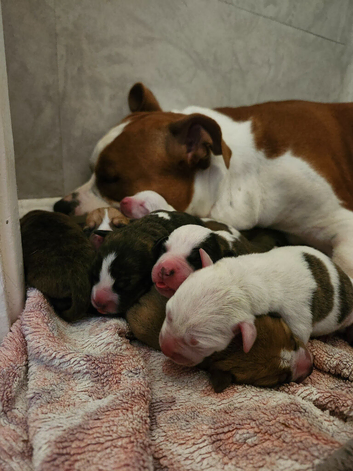 Staffordshire Bull Terrier puppies