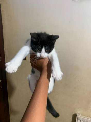 male 8 weeks old