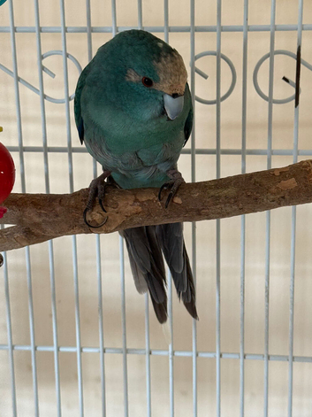 Kakariki