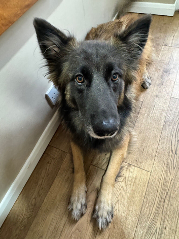 1/2 Belgium Shepard 1/2 German Shepard