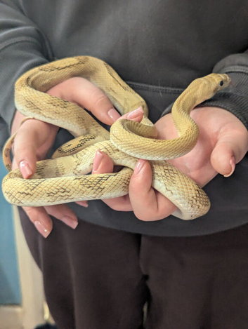 Blonde Pesco rat snake for sale