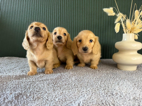 Cream Longhair Miniature dachshund