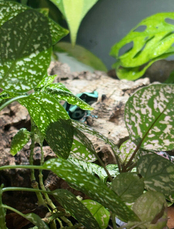 Poison dart frogs and melanistic whites tree frog