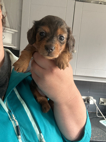 Stunning long hair dachshunds