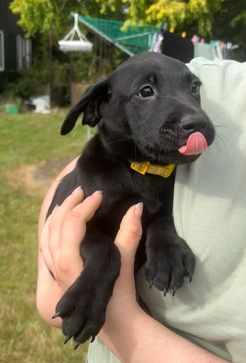 2 beautiful puppies left