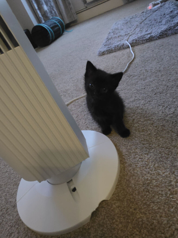 Kittens