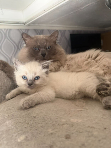 1 girl 1 boy left  Beautiful ragdoll kittens