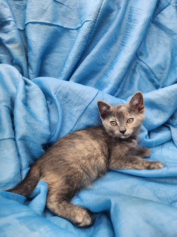 11 adorable kittens for sale