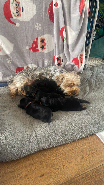 Yorkshire terrier puppies available-vaccinated,chipped & insured