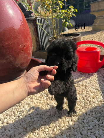 cockapoo puppies for sale