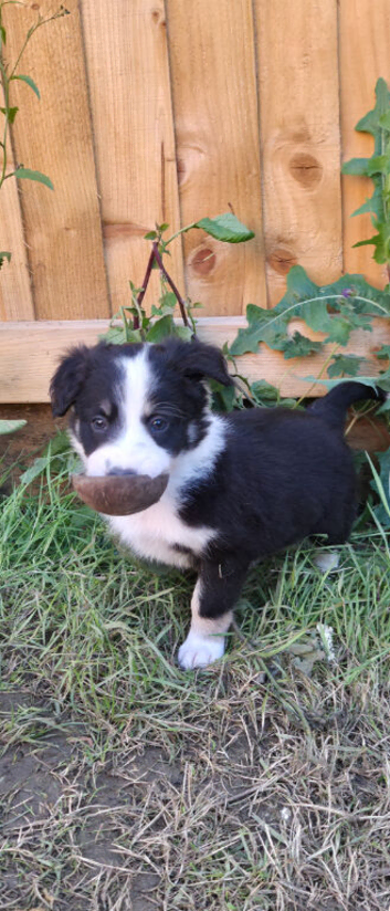Black and white Border collie puppies