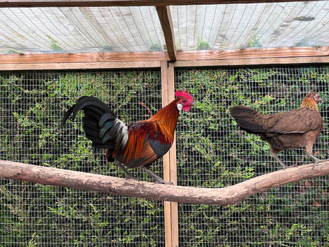 Red jungle fowl