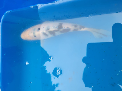 Shiro Bekko koi 21cm