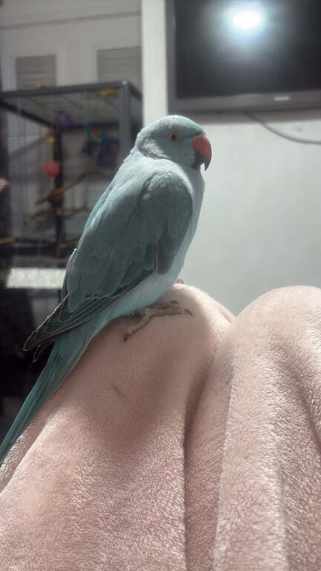 Blue baby ringneck