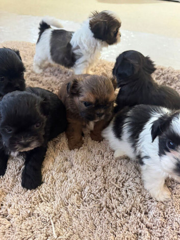 Stunning 6 babies