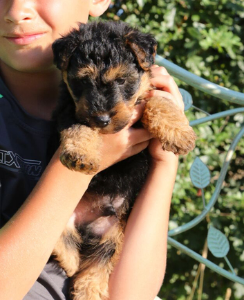 Two little pedigree Welsh Terriers