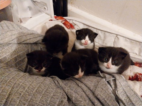 Black and White kittens