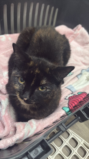Female kitten