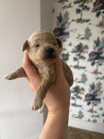 Cavapoo puppies