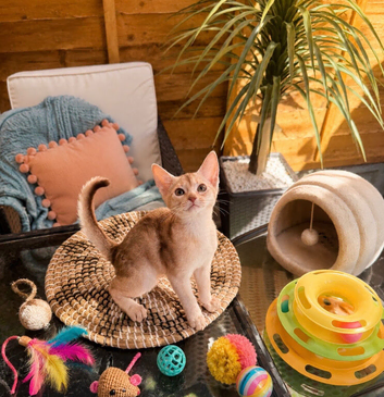 Champion BL Cinnamon Silver Abyssinian Female Available