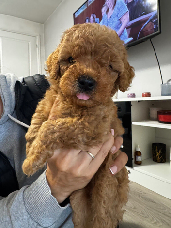 Beautiful Cockapoo puppies 6 boys 2 girls